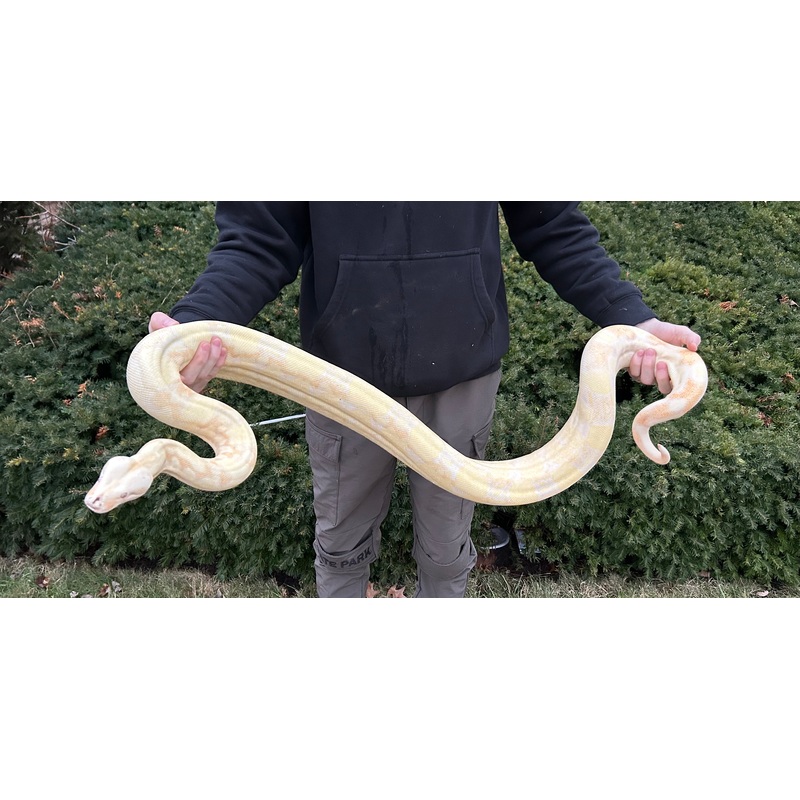 Adult Albino(Kahl) Red-Tailed Boa Constrictor (Female)