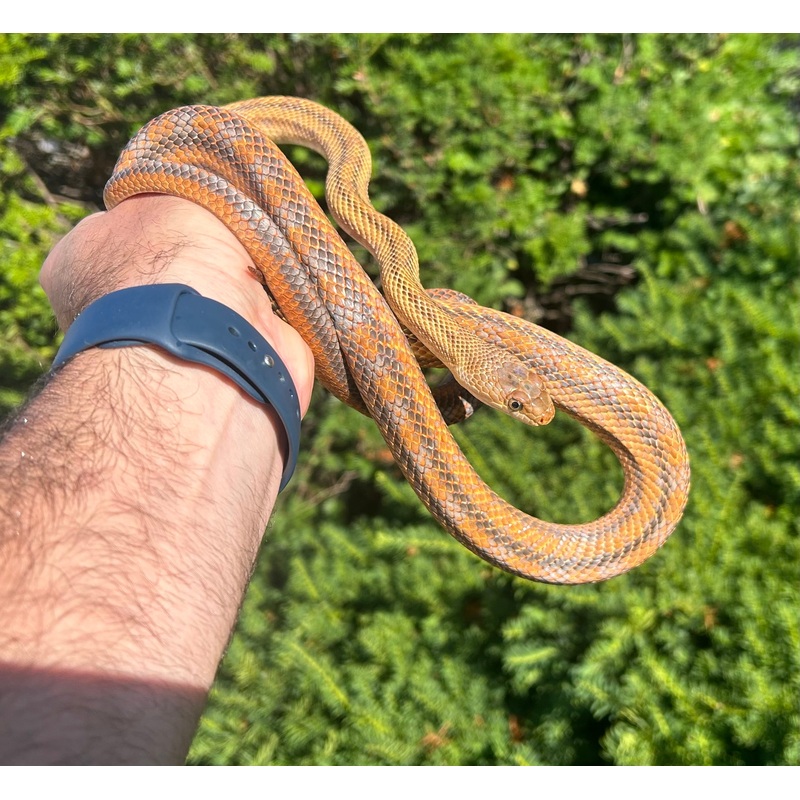 Adult High-Orange Baird’s Ratsnake (Male)