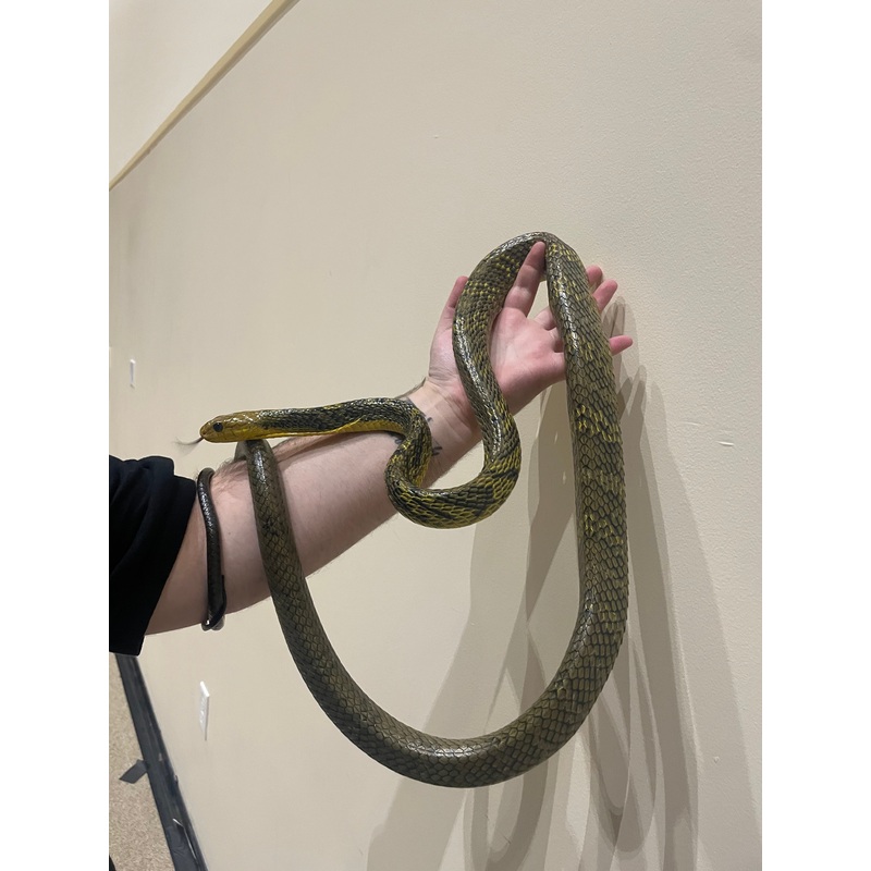 Amazon Puffing Snake Male
