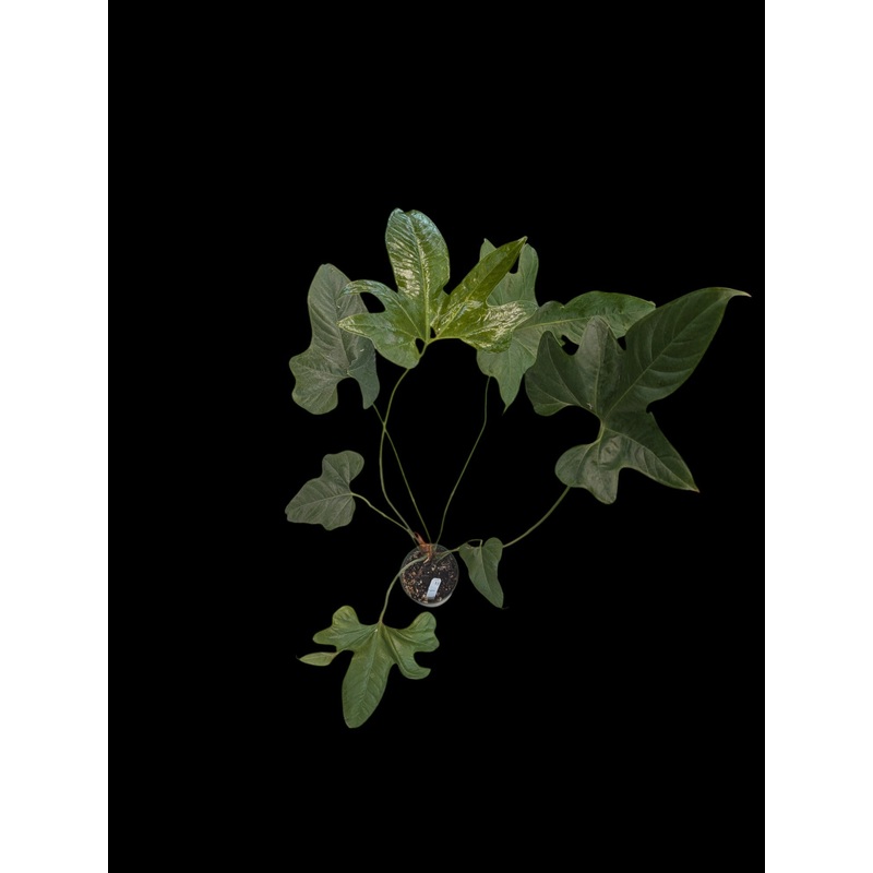 Anthurium pedatum