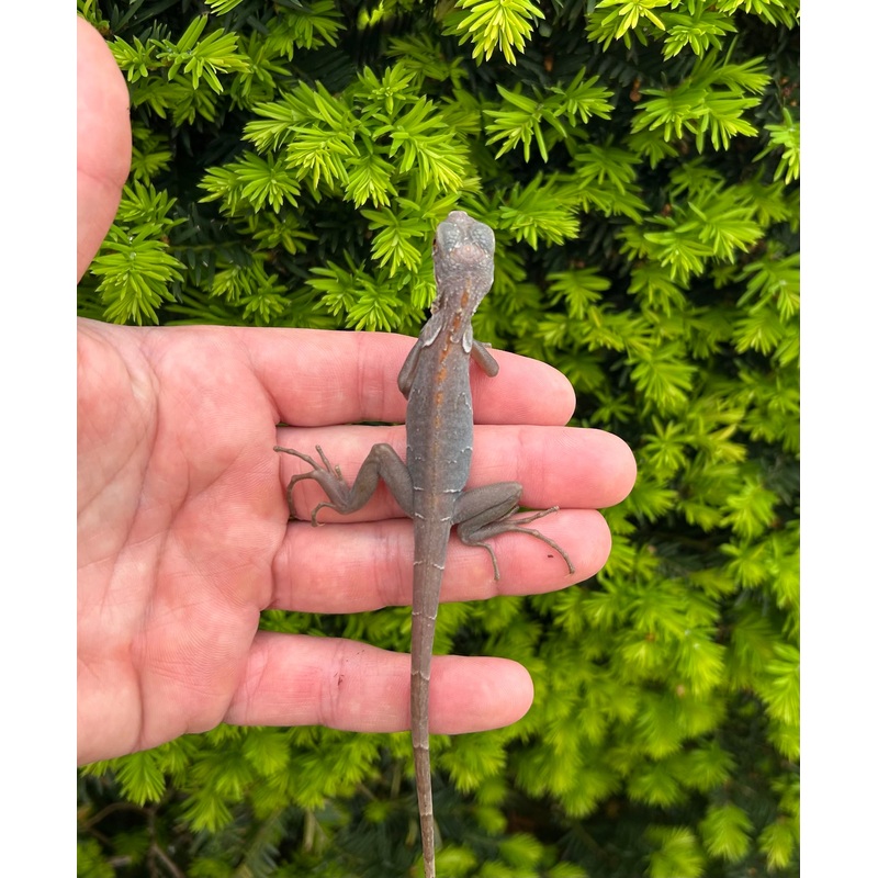 Baby Purple Passion Zero Iguana