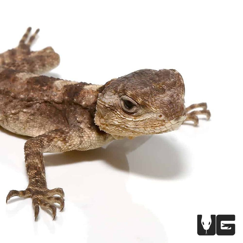 Baby Starred Agama