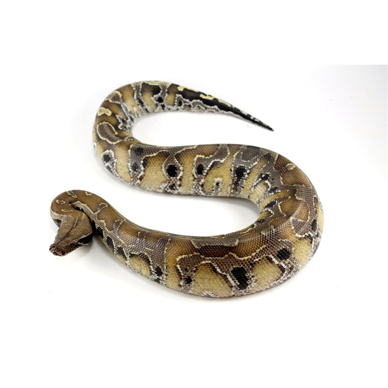 Borneo Blood Python