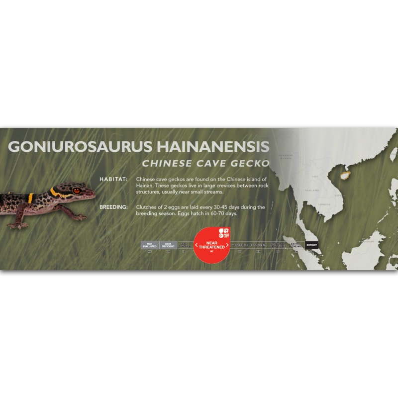 Chinese Cave Gecko (Goniurosaurus hainanensis) Classic Vivarium Label