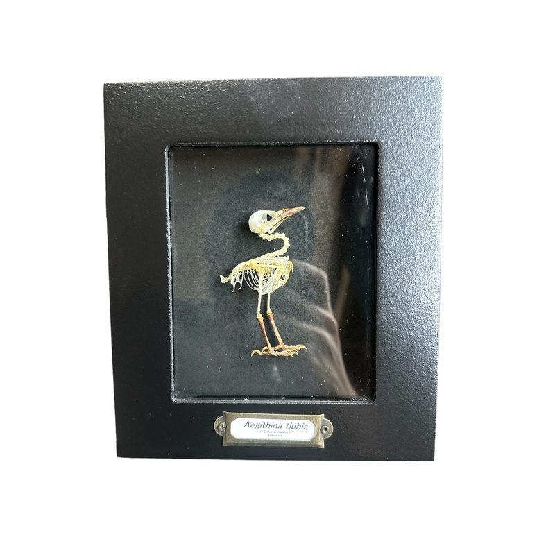 Common Iora – Skeleton (Aegithina tiphia) – 4×5″ Frame