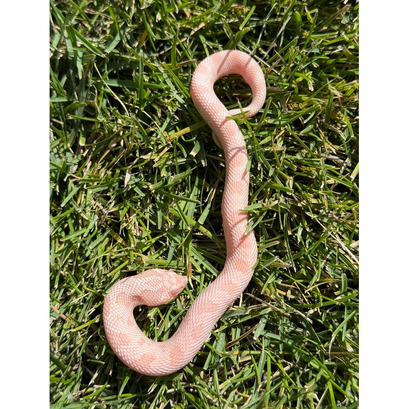 Coral Conda female hognose