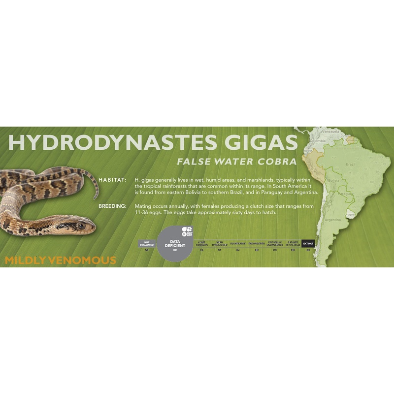 False Water Cobra (Hydrodynastes gigas) Classic Vivarium Label