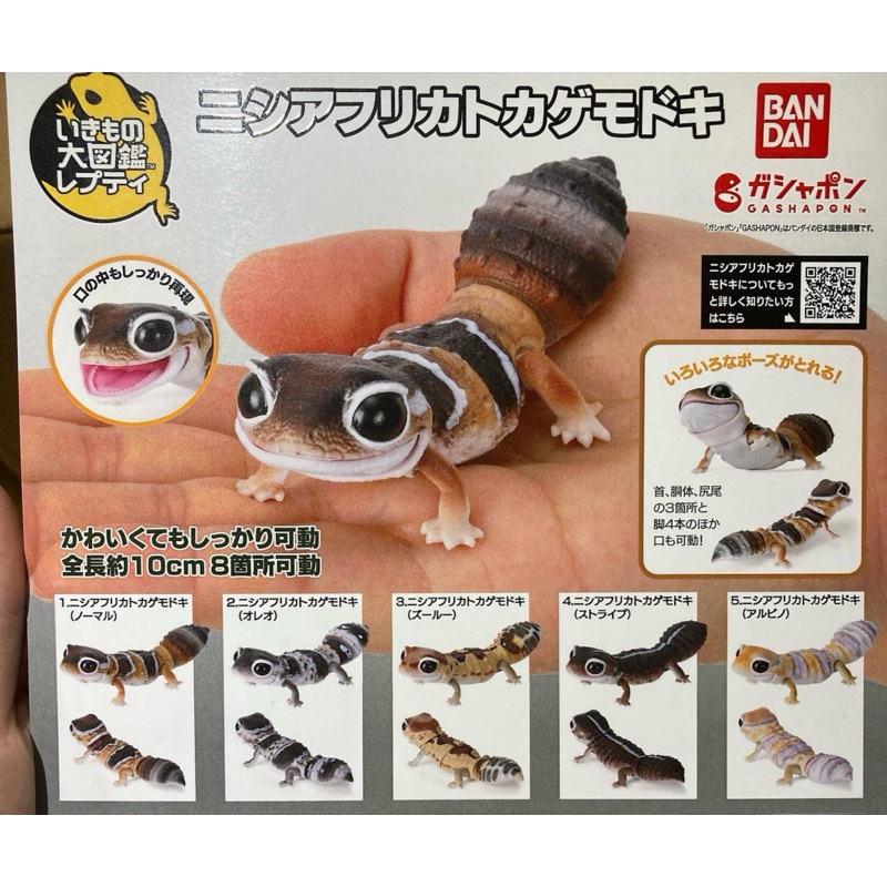 (Gashapon) Ikimono Encyclopedia African Fat-Tailed Gecko Capsule Toy Set of 5 1 at ramdom