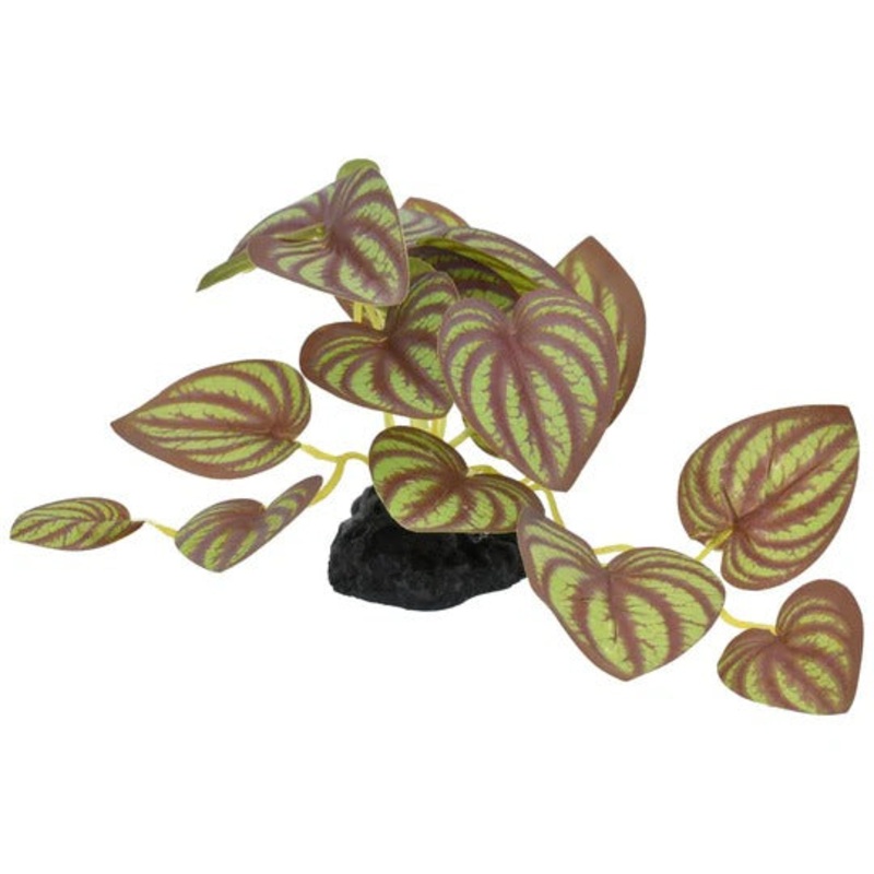 Komodo Zebrina Plant – Small 3.5″