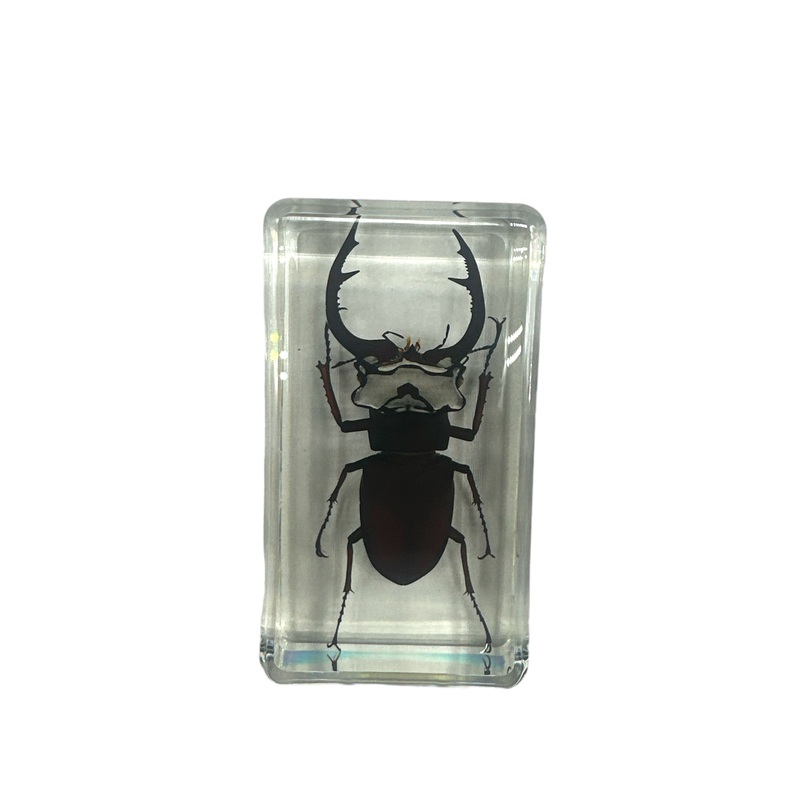 Lucanus fortunei Stag Beetle – Specimen In Resin