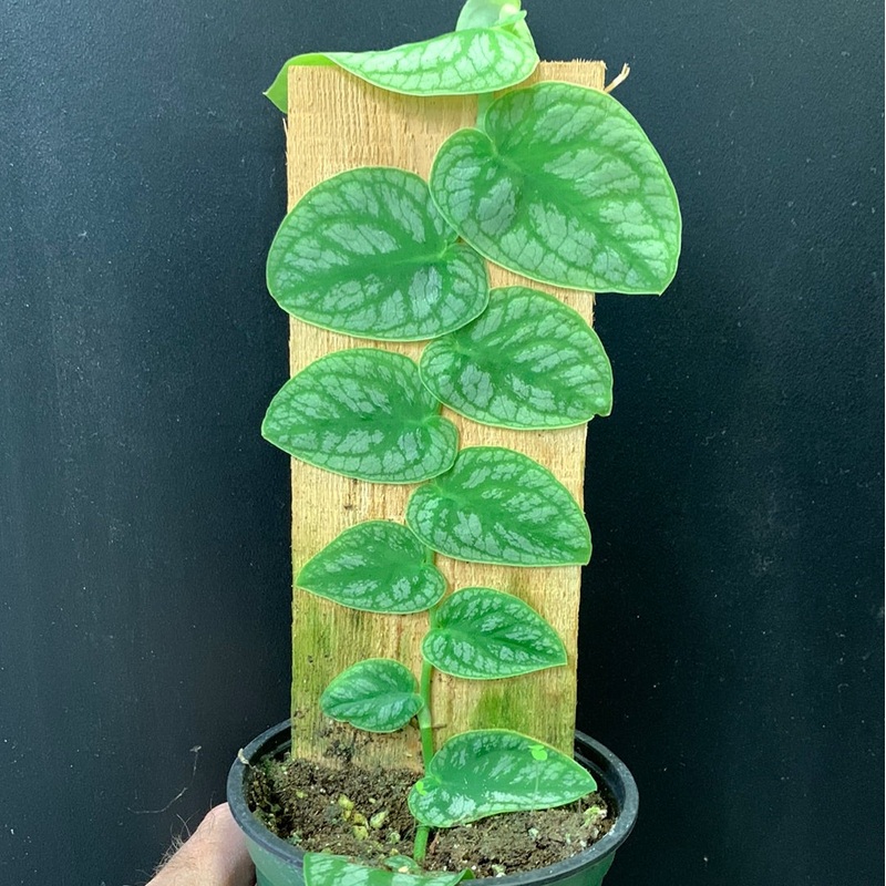 Monstera dubia 4″ Pot