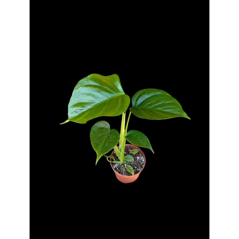 Monstera sierrana 3.5″ Pot
