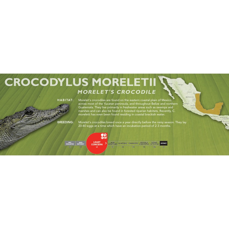 Morelet’s Crocodile (Crocodylus moreletii) – Classic Vivarium Label