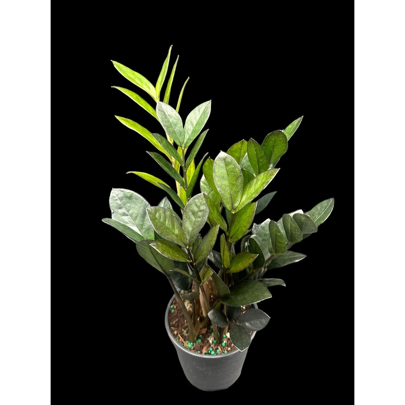 Nova ZZ Plant 5″ Pot