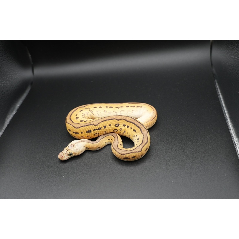Pastel, Leopard, Special, Clown