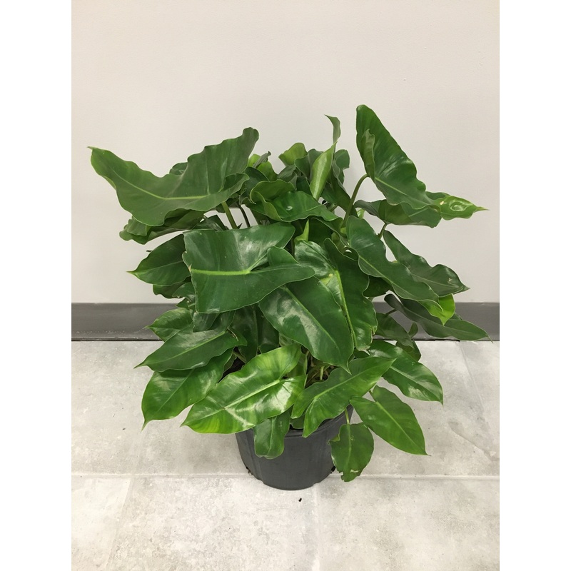 Philodendron ‘Burle Marx’ 3.5″ pot