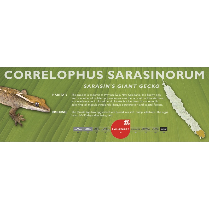 Sarasin’s Giant Gecko (Correlophus sarasinorum) Classic Vivarium Label