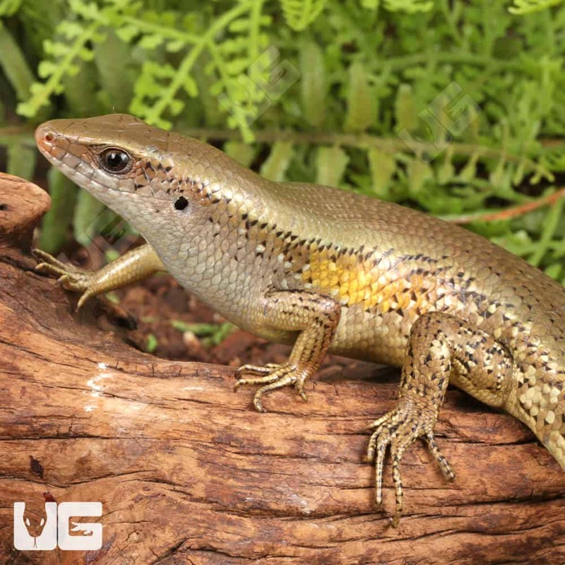 Sun Skinks For Sale