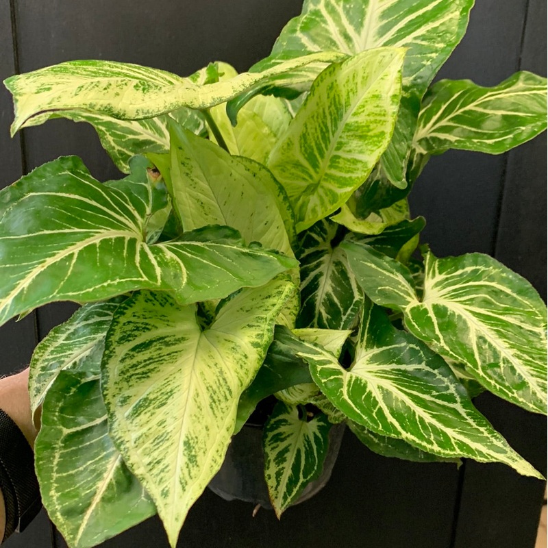 Syngonium Green Star