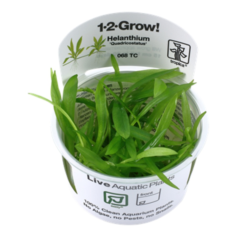 Tropica Helanthium Quadricostatus 1-2-Grow