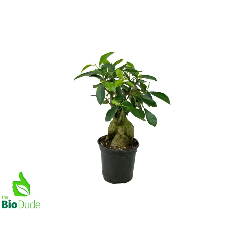 4″ Pot Ficus Ginseng