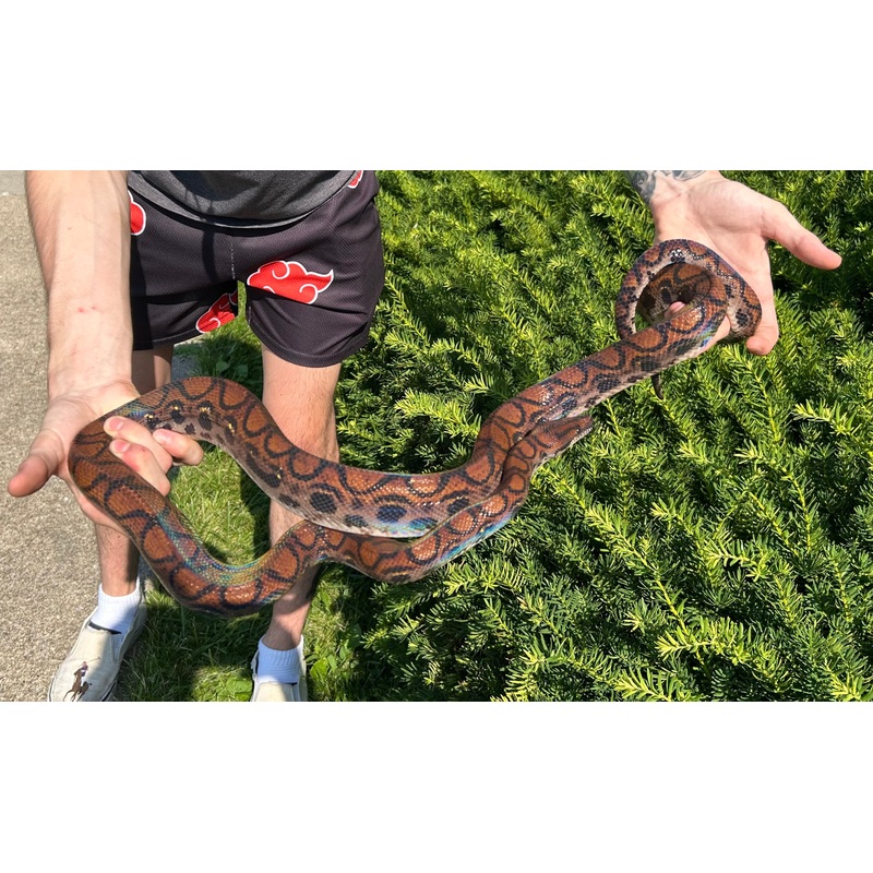 Adult Brazilian Rainbow Boa (Male 4)