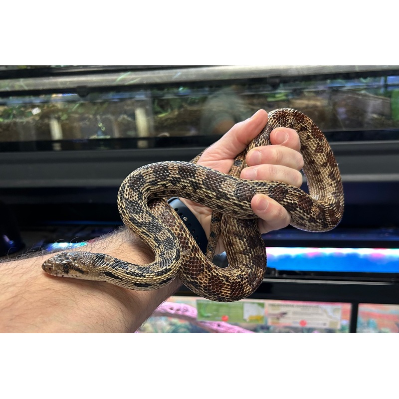 Adult Gopher Snake (Male)