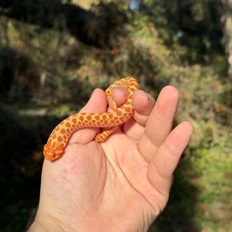Albino Western Hognose Male