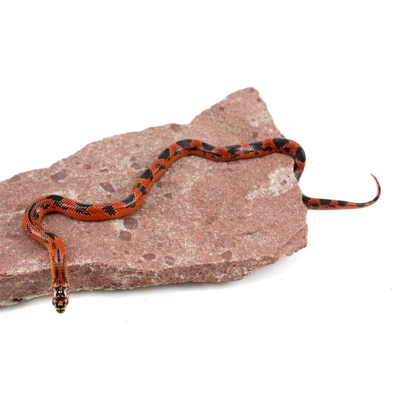 Appalachian Blaze Phase Kingsnake