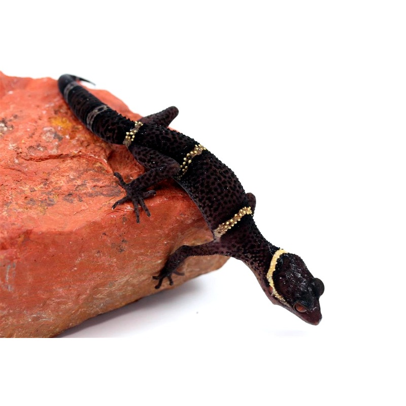 CB Subadult Chinese Cave Gecko