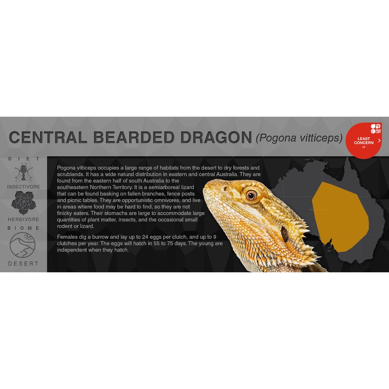 Central Bearded Dragon (Pogona vitticeps) – Black Series Vivarium Label Black