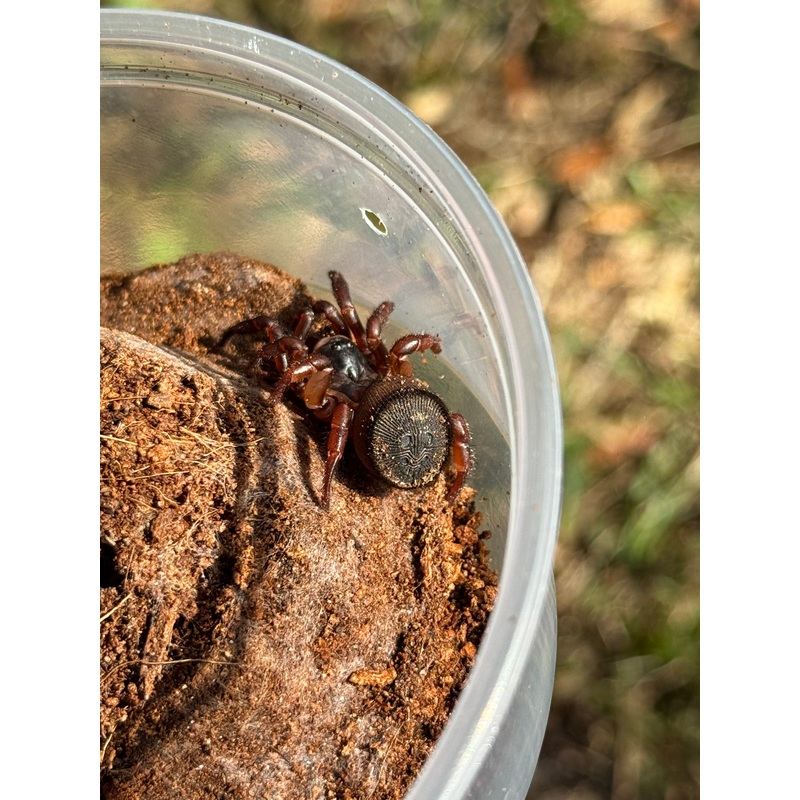 Chinese Hourglass Spider