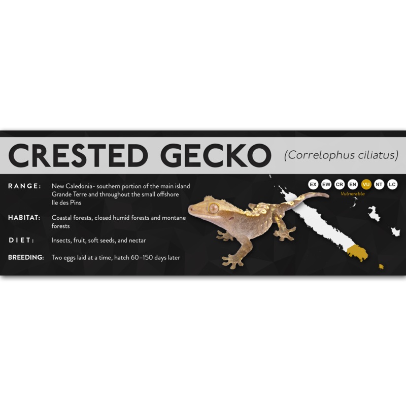 Crested Gecko (Correlophus ciliatus) – X Label Laminated Paper