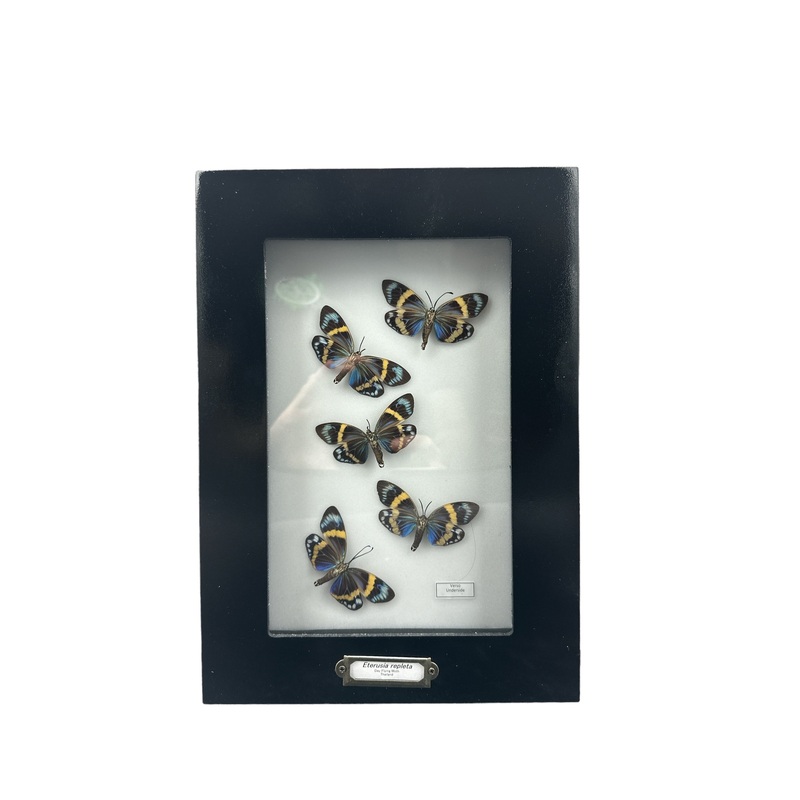 Day Forester Moth – Underside x5 (Eterusia repleta) – 5×9″ Frame