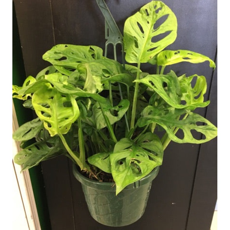 Monstera adansonii 2.5″ Pot