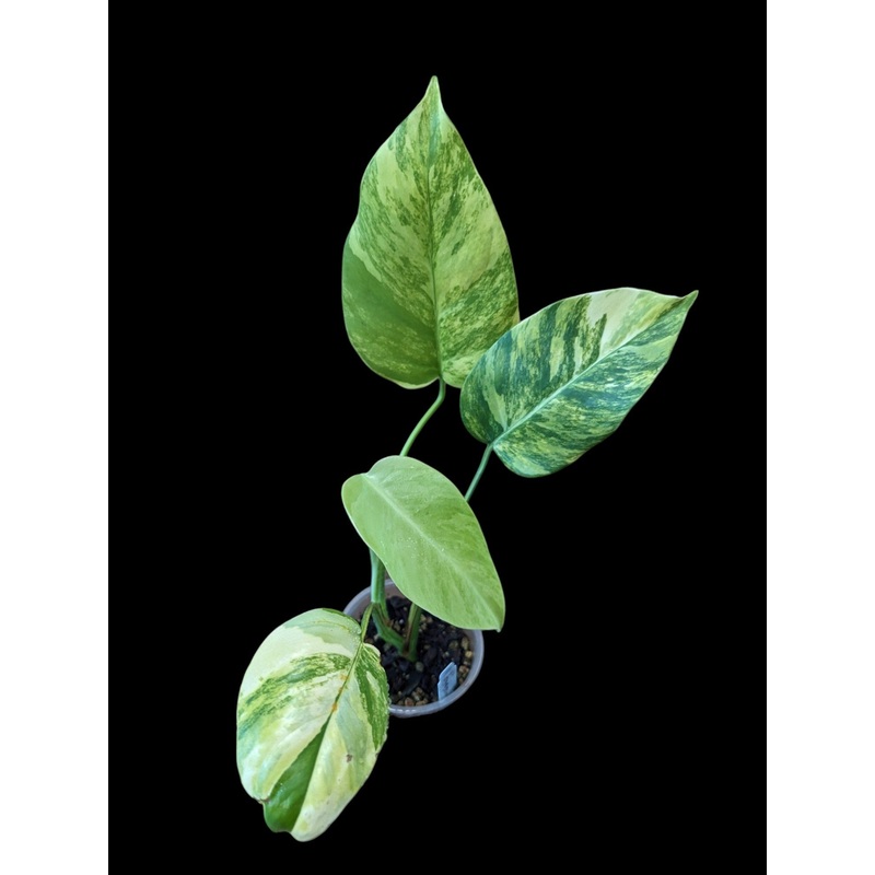 Monstera Deliciosa Aurea Variegata 3.5″/4″ Pot
