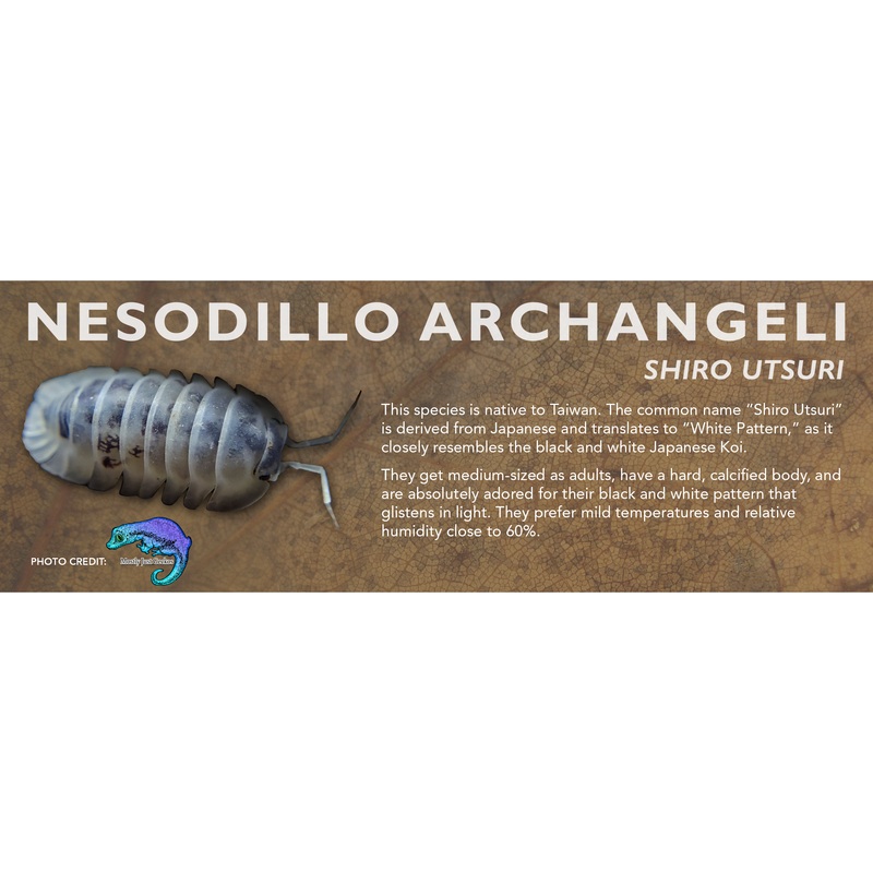 Nesodillo archangeli “Shiro Utsuri” – Isopod Label Standard Size 7″ x 2.5″
