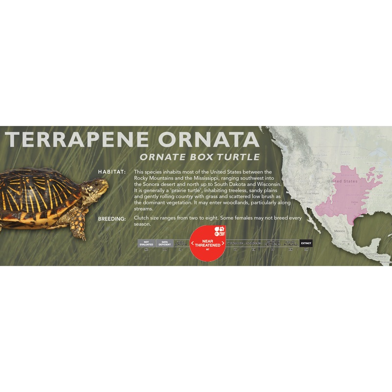 Ornate Box Turtle (Terrapene ornata) – Classic Vivarium Label