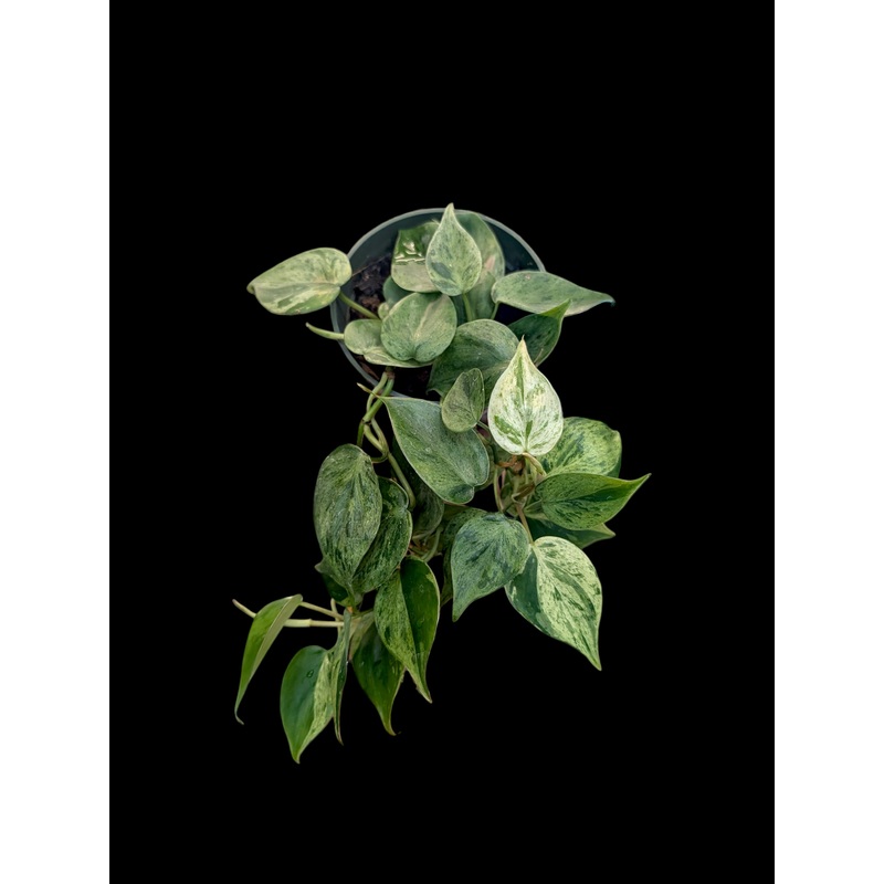 Philodendron hederaceum variegated 4″ Pot