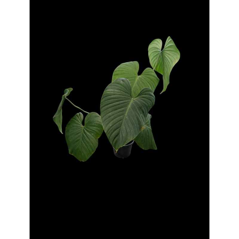 Philodendron roseocataphyllum