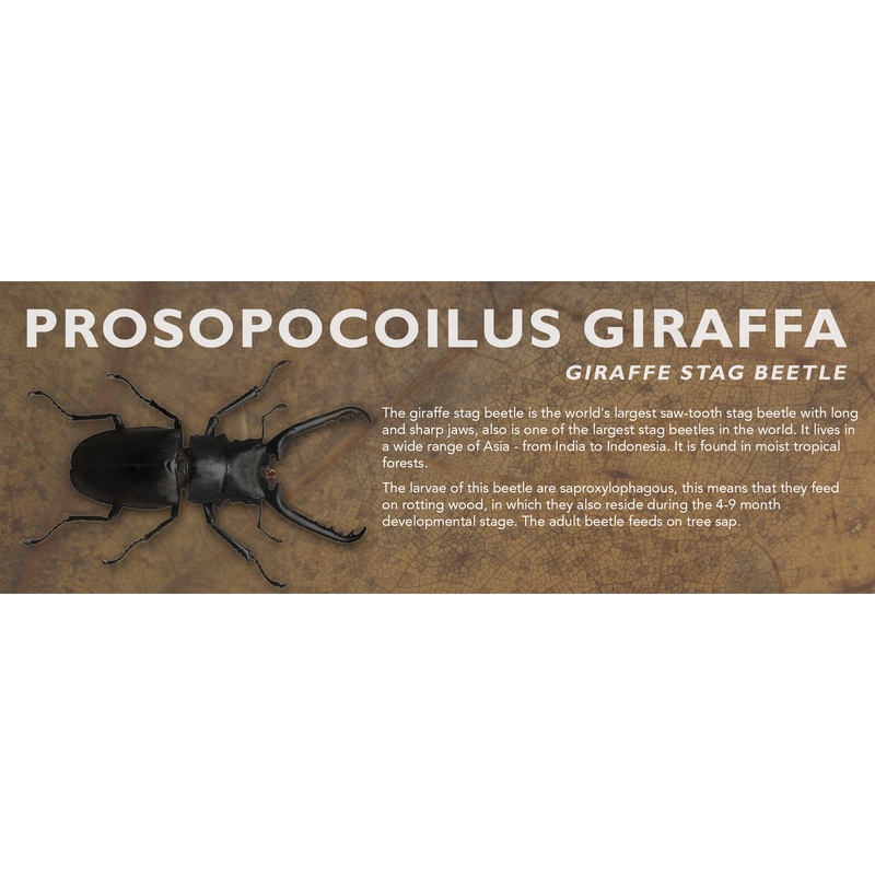 Prosopocoilus giraffa (Giraffe Stag Beetle) – Beetle Label Standard Size 7″ x 2.5″