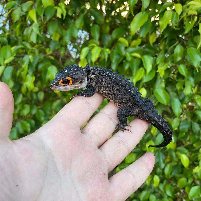 Red Eye Crocodile Skink Male