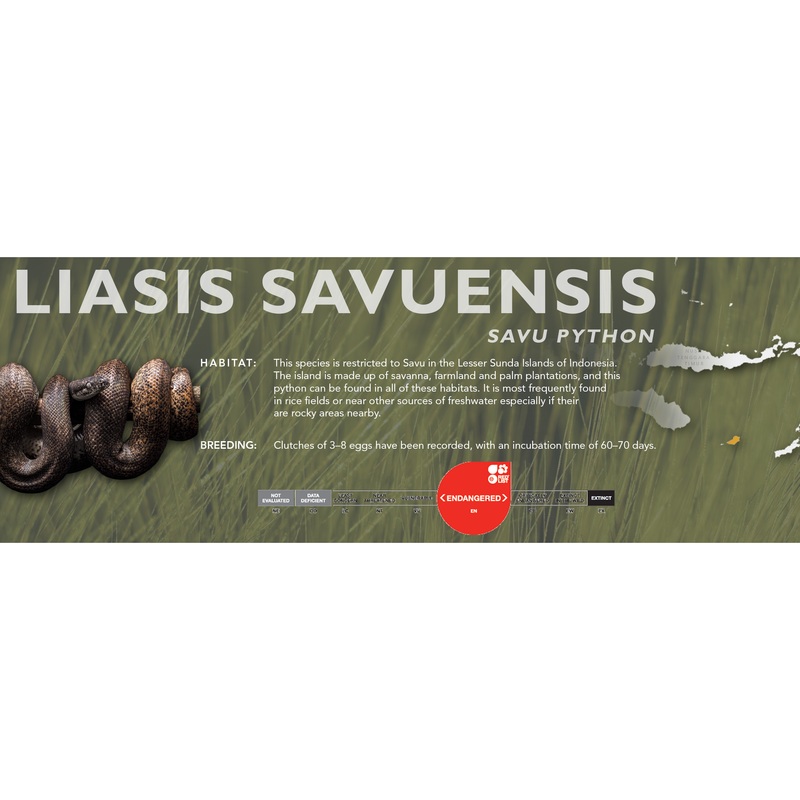 Savu Python (Liasis savuensis) Classic Vivarium Label