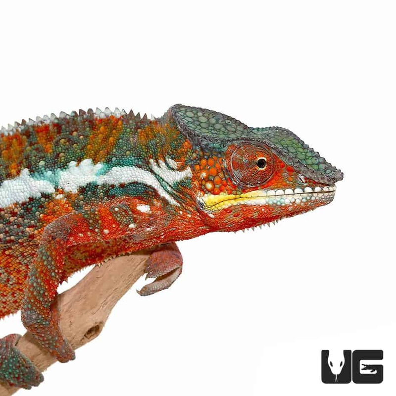 Tamatave Panther Chameleon For Sale