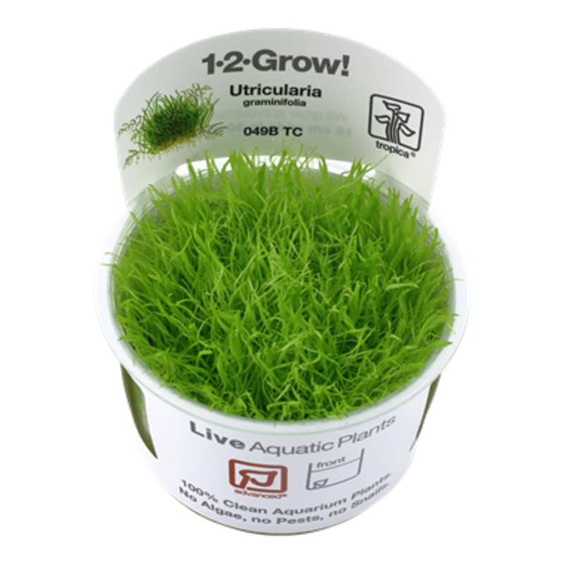 Tropica Utricularia graminifolia 1-2-Grow