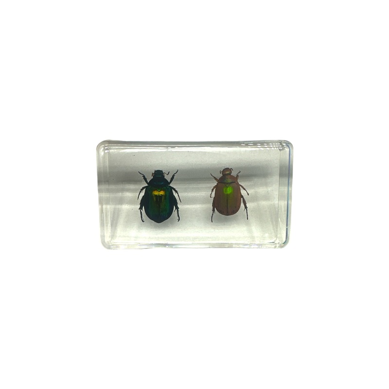 2 Stag Beetles – Specimen In Resin
