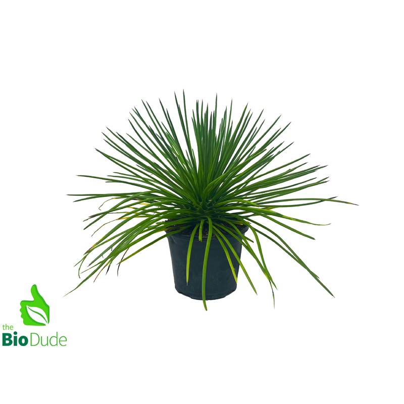 6″ Pot Spaghetti Agave