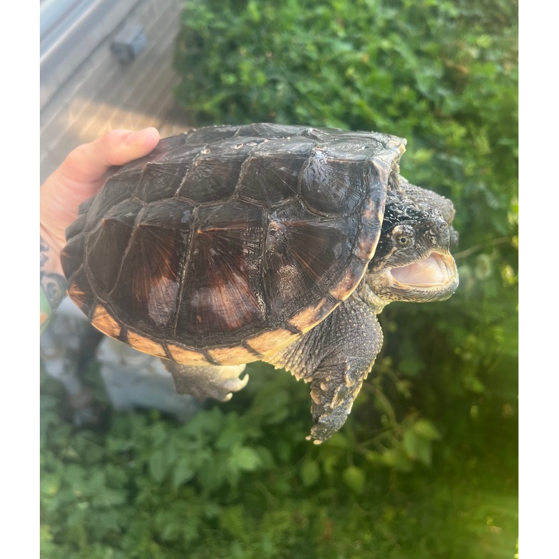 7 Florida Snapping Turtle