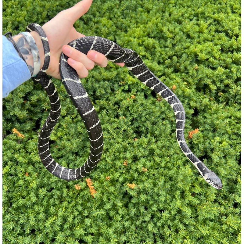 Adult Axanthic Indonesian Mangrove Snake (Male 2)
