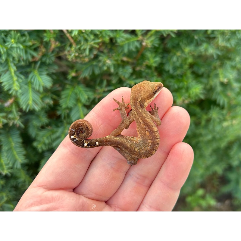 Adult Malaysian Cat Eyed Gecko (Female 2)